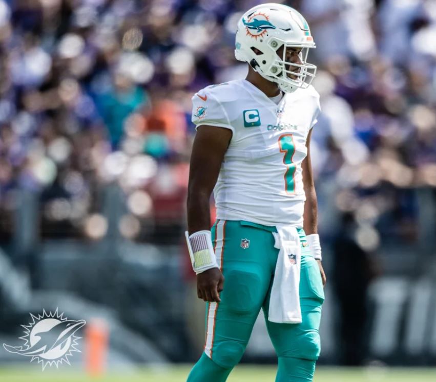 Dolphins Chatter